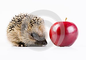 Hedgehog photo