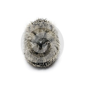 Hedgehog
