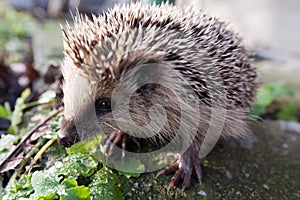 Hedgehog