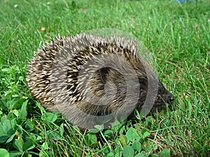 Hedgehog