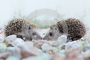 Hedgehog photo