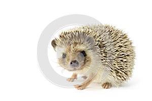 Hedgehog photo