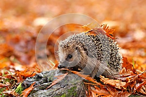 Hedgehog photo