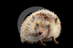 Hedgehog