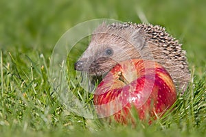 Hedgehog