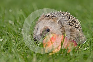 Hedgehog