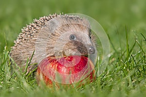 Hedgehog