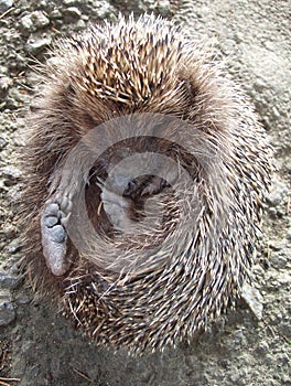 Hedgehog