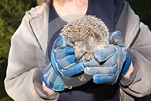 Hedgehog