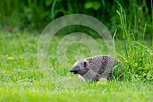 Hedgehog