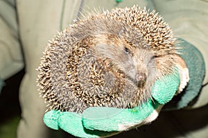 Hedgehog