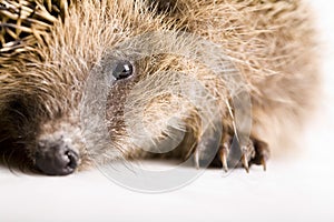 Hedgehog photo