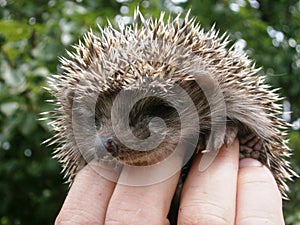 Hedgehog