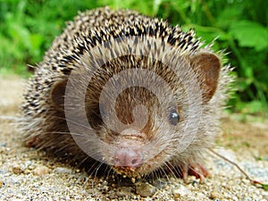 Hedgehog