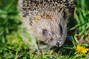 Hedgehog