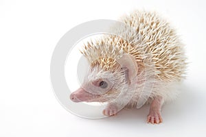 Hedgehog , African pygmy hedgehog