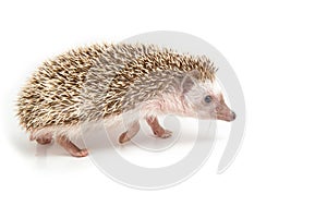 Hedgehog , African pygmy hedgehog