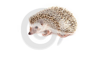 Hedgehog , African pygmy hedgehog