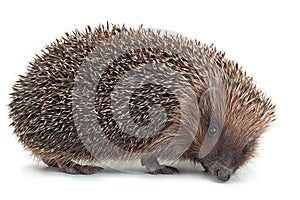 Hedgehog aniamal on white