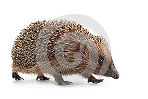 Hedgehog aniamal on white