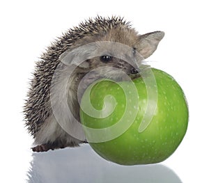 Hedgehog and apple