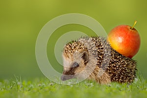 Hedgehog with apple on the backs