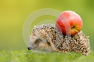 Hedgehog with apple on the backs photo