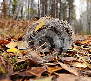 Hedgehog in the autumn