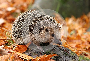 Hedgehog in autumn