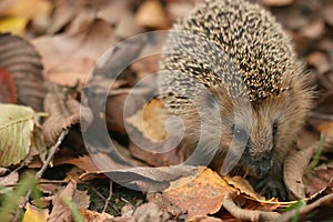 Hedgehog autumn leaves