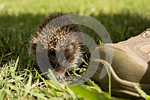 Hedgehog baby in the grass. Slovakia