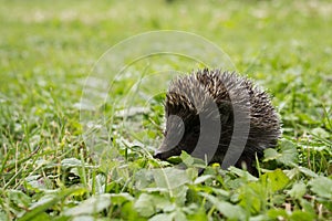 Hedgehog baby in the grass. Slovakia