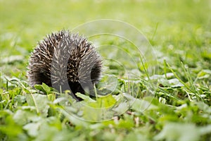 Hedgehog baby in the grass. Slovakia