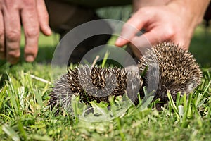 Hedgehog baby in the grass. Slovakia