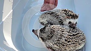 Hedgehog bathing.Hand pours water on a hedgehog. Hands lower an African pygmy hedgehog into a bath of warm water.Hand