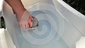 Hedgehog bathing. Hands lower an African pygmy hedgehog into a bath of warm water. Hedgehog moves in warm water in the