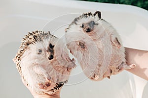Hedgehog bathing.Two wet hedgehogs in hands on a bath background.African pygmy hedgehog bathes in a bath. process of