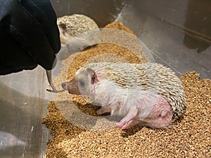 Hedgehog being fed a mealworm