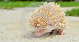 HEDGEHOG