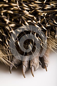 Hedgehog body photo