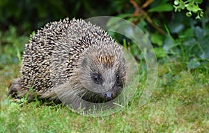 Hedgehog in a British garden close up