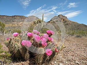 Hedgehog cactus