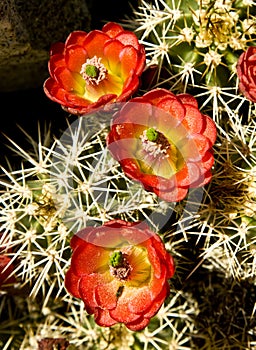 Hedgehog Cactus In Bloom