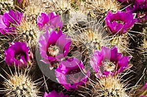 Hedgehog Cactus Blossoms