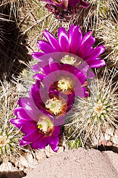 Hedgehog cactus blossoms