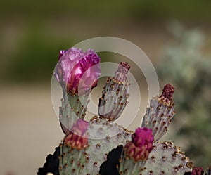 Hedgehog Cactus Blossoms