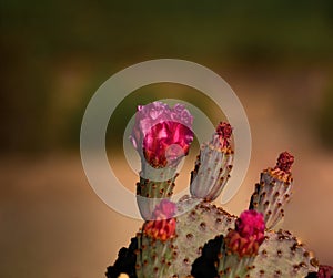 Hedgehog Cactus Blossoms