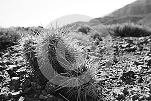 Hedgehog cactus