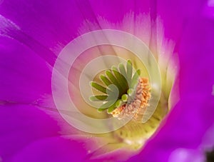 Hedgehog cactus flower