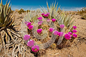 Hedgehog Cactus